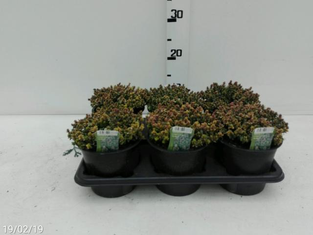 Timo Citriodorus Aureus Vaso 14 - Giardango