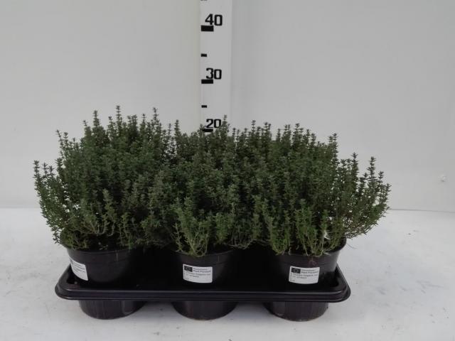 Timo Vaso 14 - Giardango