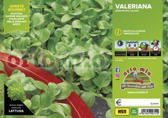 Valeriana Verde Trophy Vaschetta 9 Piantine
