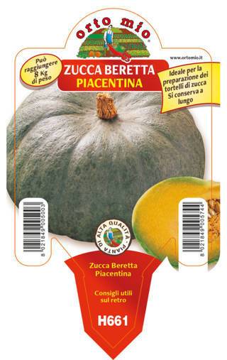 Zucca Beretta O Piacentina Vaso 10 Cm
