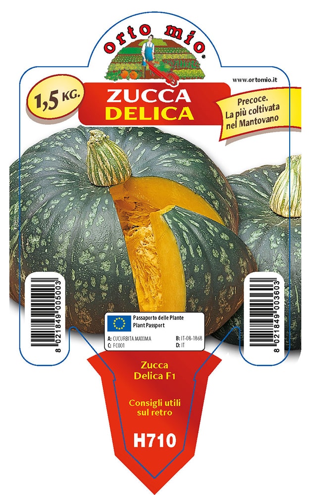 Zucca Tonda Delica F1 Vaso 10 Cm