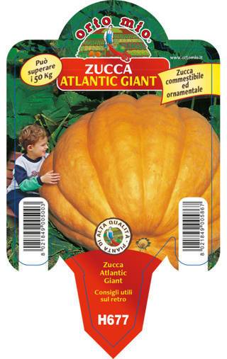 Zucca Gigante Atlantic Giant Vaso 10 Cm