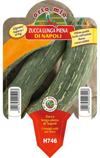 Zucca Gigante Lunga Napoletana Vaso 10 Cm - Giardango