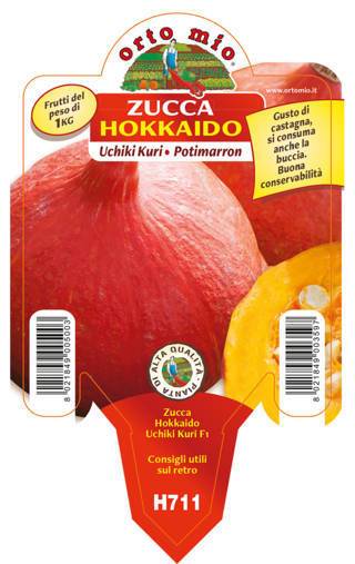 Zucca Hokkaido Vaso 10 Cm