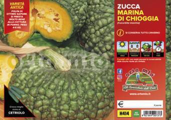 Zucca Marina di Chioggia Vaschetta 4 Piantine