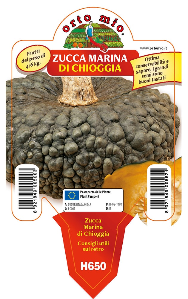Zucca Tonda Marina Di Chioggia Vaso 10 Cm