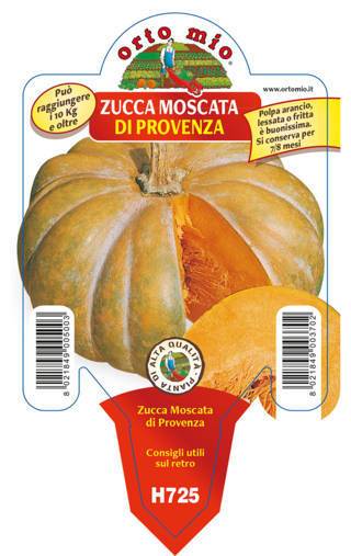 Zucca Moscata di Provenza Vaso 10 Cm