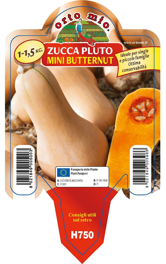 Zucca Pluto Mini Butternut F1 Vaso 10 Cm