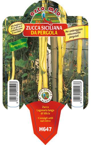 Zucca Siciliana da Pergola Vaso 10 Cm