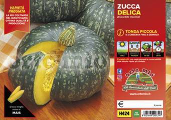Zucca Tonda Delica Vaschetta 4 Piantine