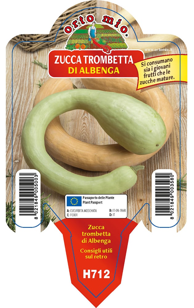 Zucca Trombetta d'Albenga Vaso 10 Cm