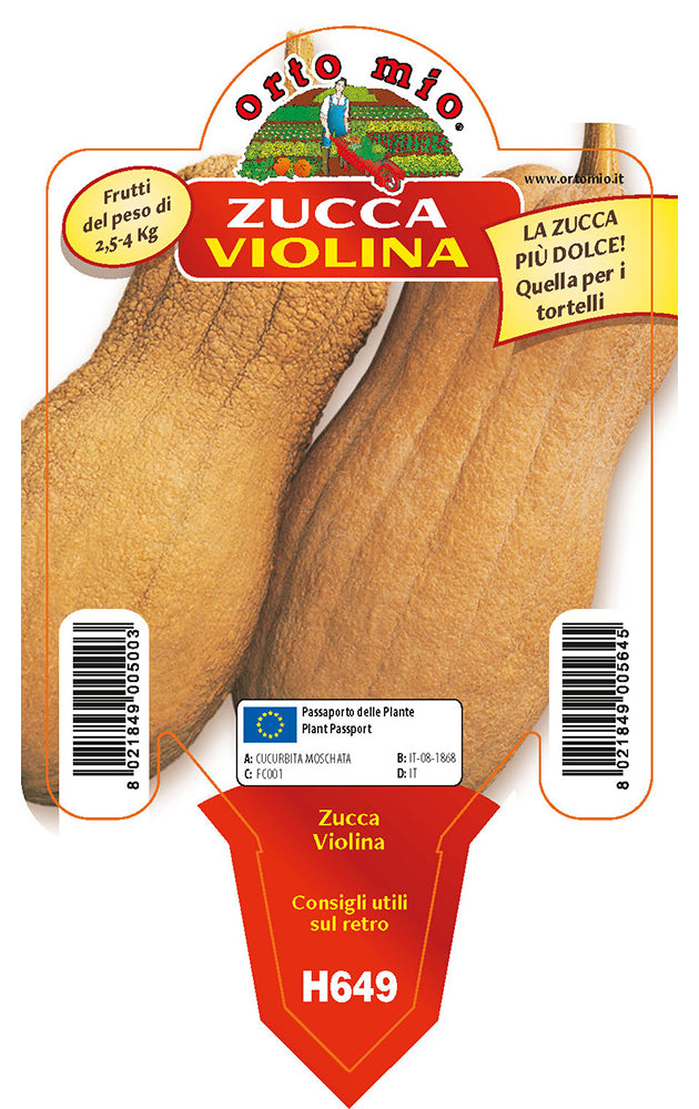 Zucca Lunga Violina O Butternut Rugosa Vaso 10 Cm