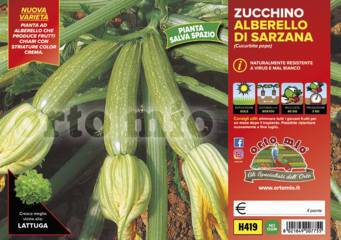 Zucchino Alberello di Sarzana Levante Oriente Vaschetta 4 Piantine