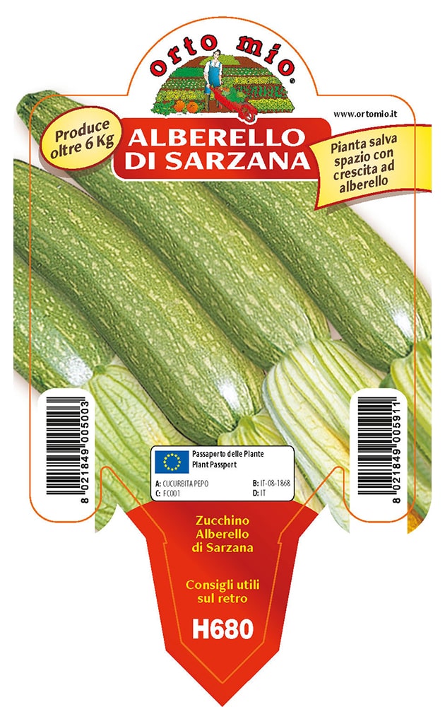 Zucchino Alberello di Sarzana Levante Vaso 10 Cm
