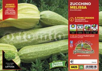 Zucchino Chiaro a Fiore Grosso Melissa Vaschetta 4 Piantine