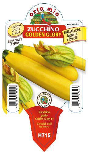 Zucchino Giallo Golden Glory Vaso 10 Cm