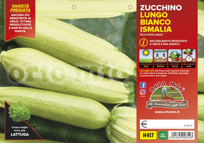Zucchino Lungo Bianco Ismalia F1 Vaschetta 4 Piantine