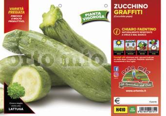 Zucchino Verde Chiaro Faentino Graffiti Vaschetta 4 Piantine