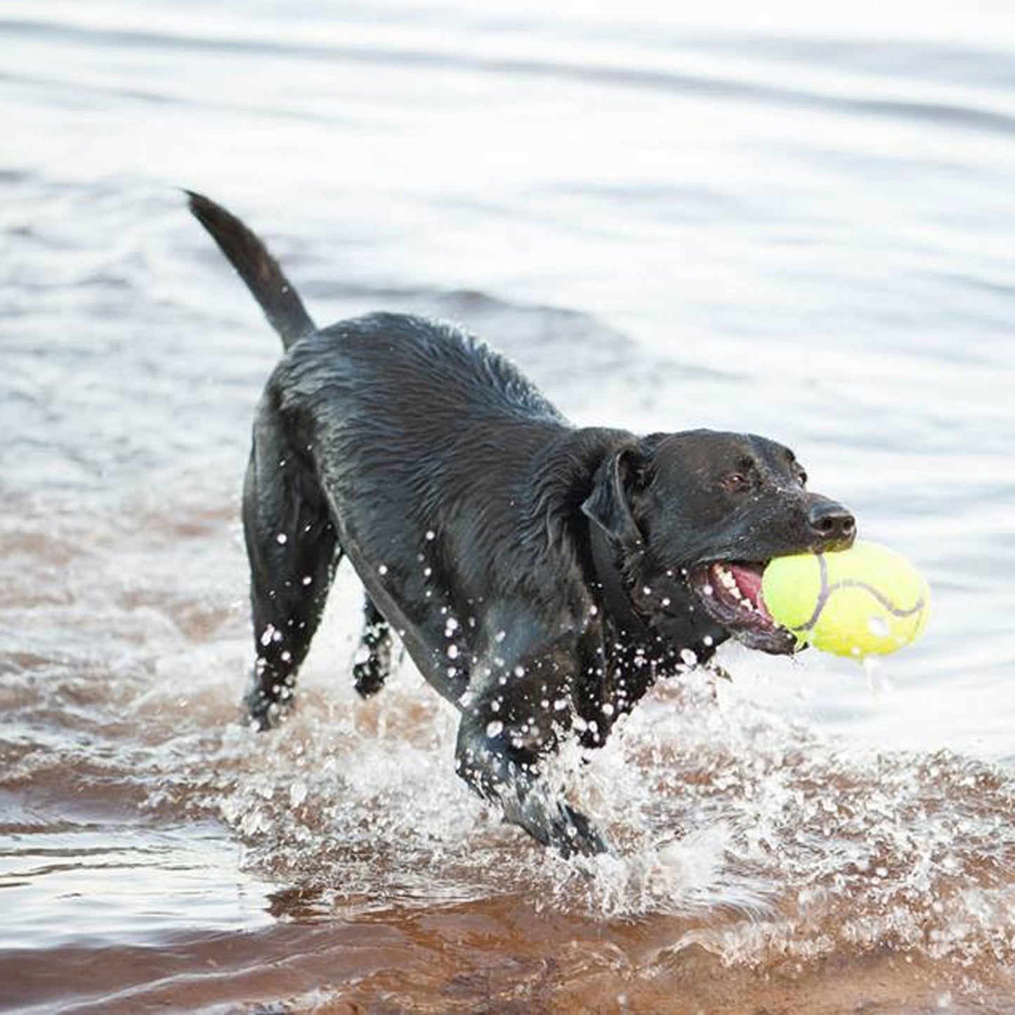 KONG AirDog® Squeaker Football