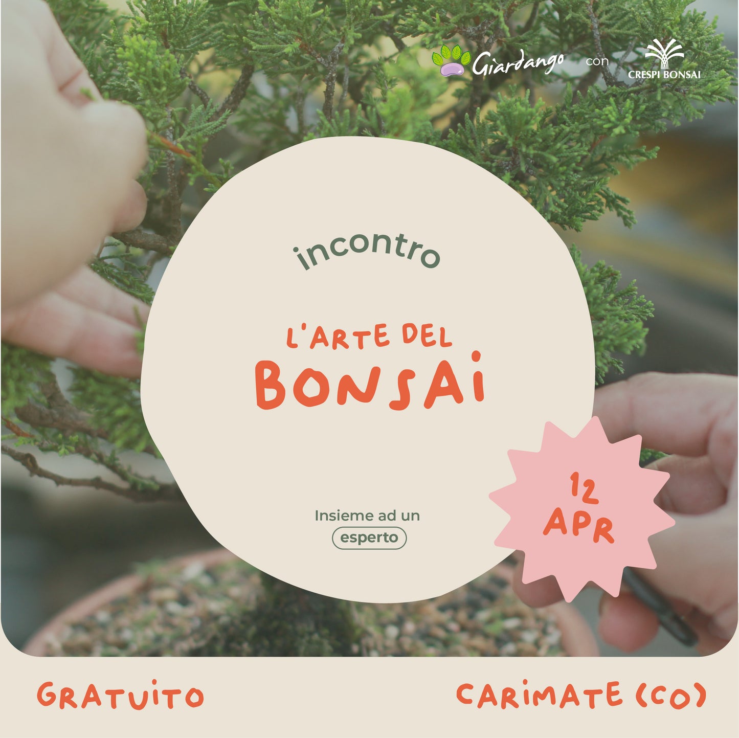Incontro L'arte del Bonsai
