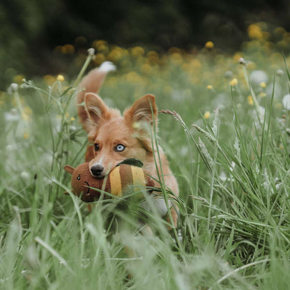 Gioco per cani Florenz - Bee