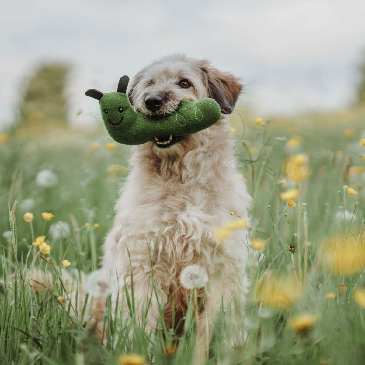 Gioco per cani Florenz - Caterpillar