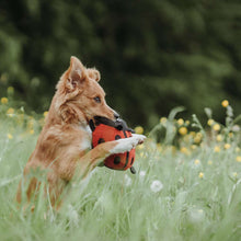 Carica l&#39;immagine nel visualizzatore di Gallery, Gioco per cani Florenz - Ladybug
