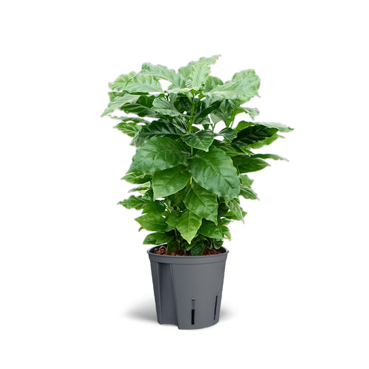 Coffea arabica 13/12 in idrocoltura