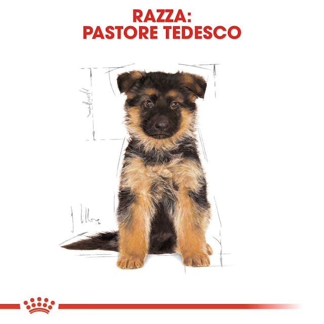 Royal Canin Pastore Tedesco Puppy