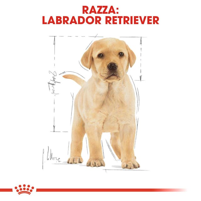 Royal Canin Labrador Retriever Puppy