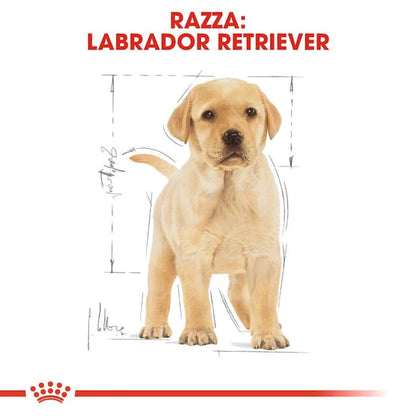 Royal Canin Labrador Retriever Puppy