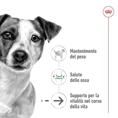 Royal Canin Mini Ageing 12+