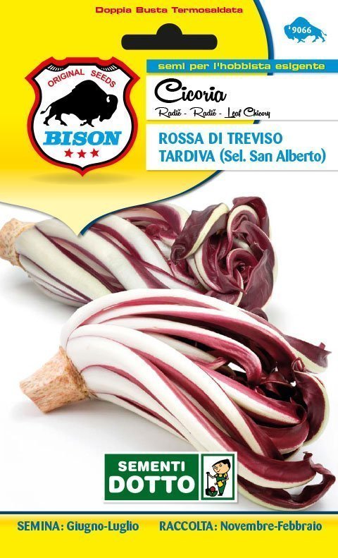 Cicoria Rossa di Treviso Tardiva (sel. San Alberto)