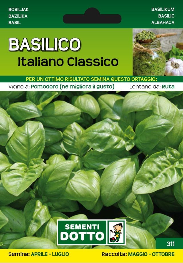 Basilico Italiano Classico