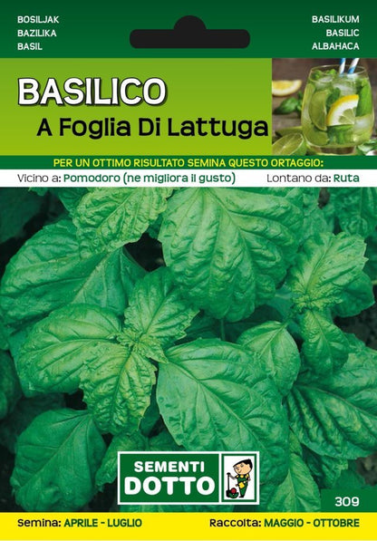 Basilico Foglia Lattuga