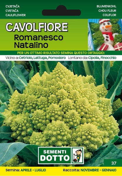 Cavolfiore Romanesco Natalino