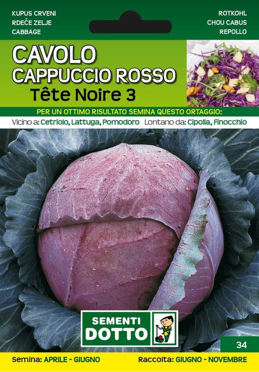 Cavolo Cappuccio Rosso Tete Noire 3