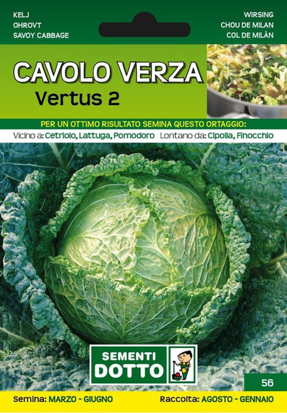 Cavolo Verza Vertus 2