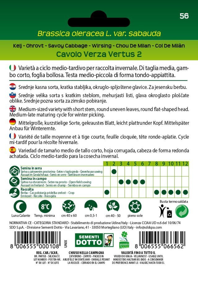 Cavolo Verza Vertus 2