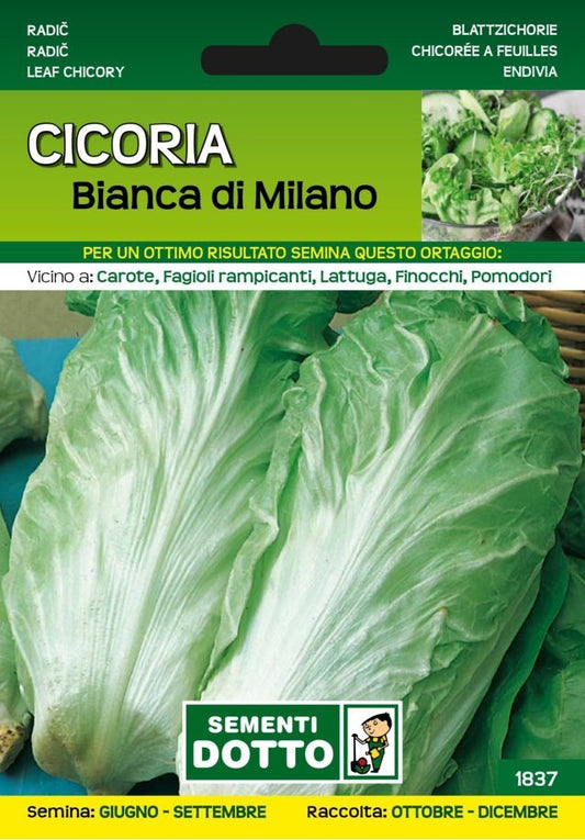 Cicoria Bianca di Milano