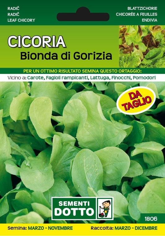 Cicoria Bionda di Gorizia