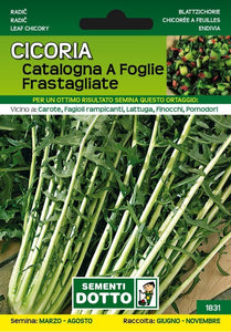 Cicoria Catalogna a Foglie Frastagliate
