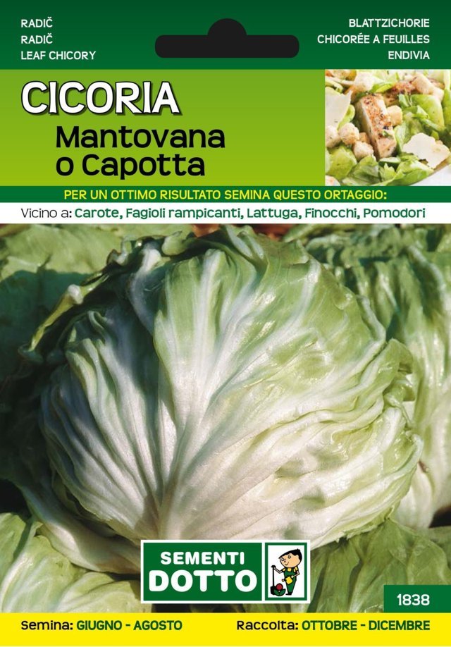 Cicoria Mantovana o Capotta