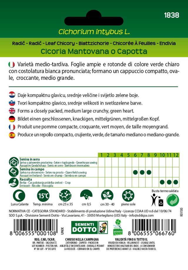 Cicoria Mantovana o Capotta