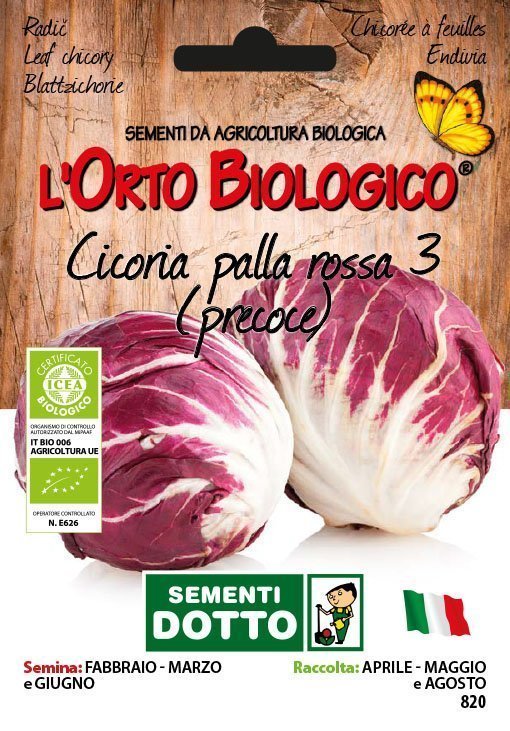 Cicoria Palla Rossa 3 Precoce - Giardango