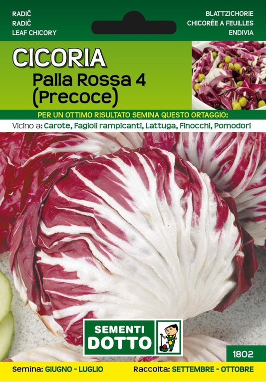 Cicoria Palla Rossa 4 Precoce