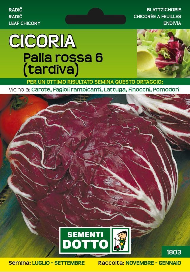 Cicoria Palla Rossa 6 Tardiva