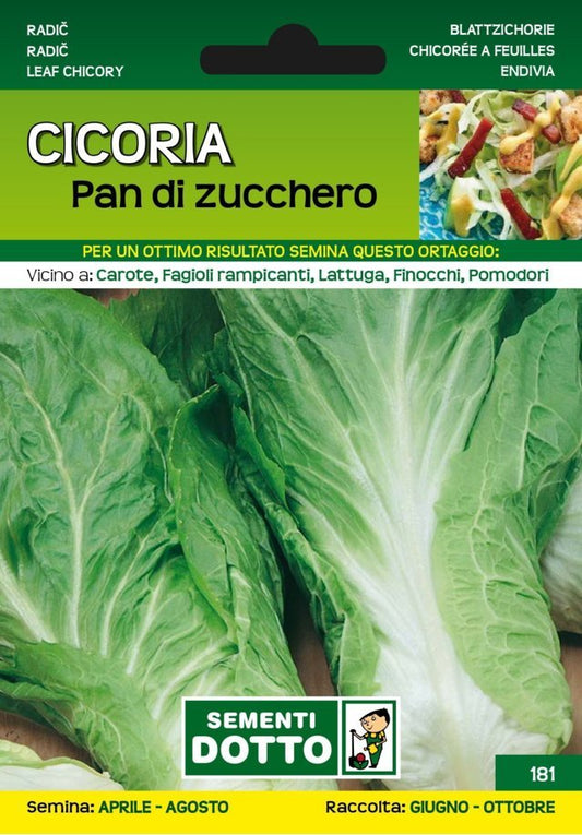 Cicoria Pan di Zucchero