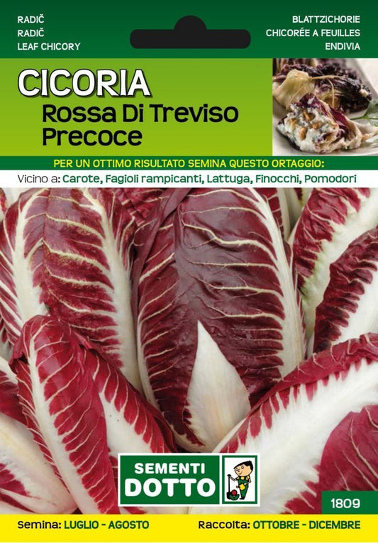 Cicoria Rossa di Treviso Precoce