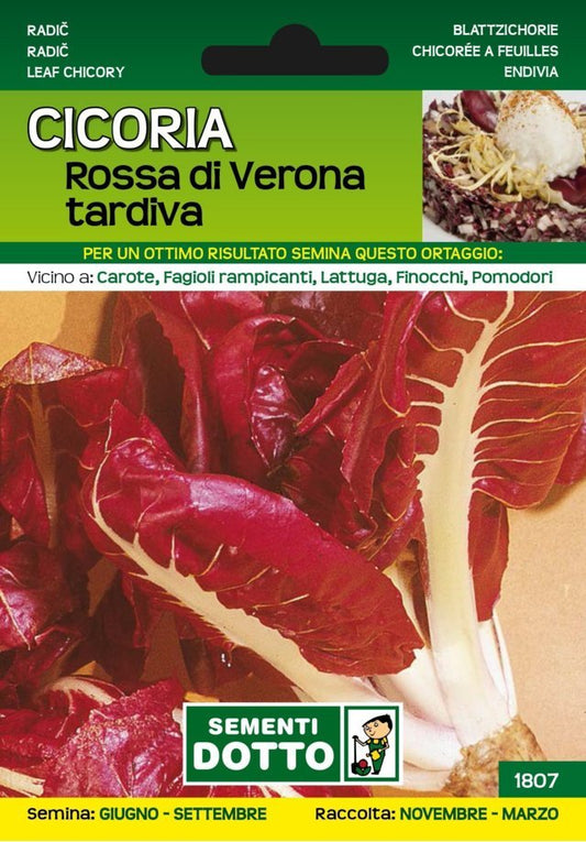 Cicoria Rossa di Verona Tardiva